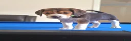 Beagle dogs for sale: Beautiful Pure Beagle Puppies  in Ledbury - Advert 5