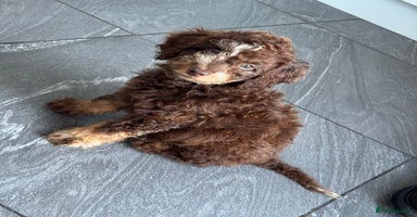 Mixed Breed dogs - Advert 3