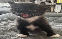 Persian cats for sale: Persian x kittens - Image 16