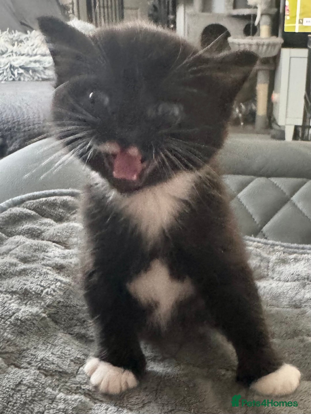 Persian cats for sale: Persian x kittens - Image 16