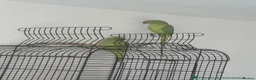 Parrots birds for sale: Male and Female Pair Parrot in London - Advert 3