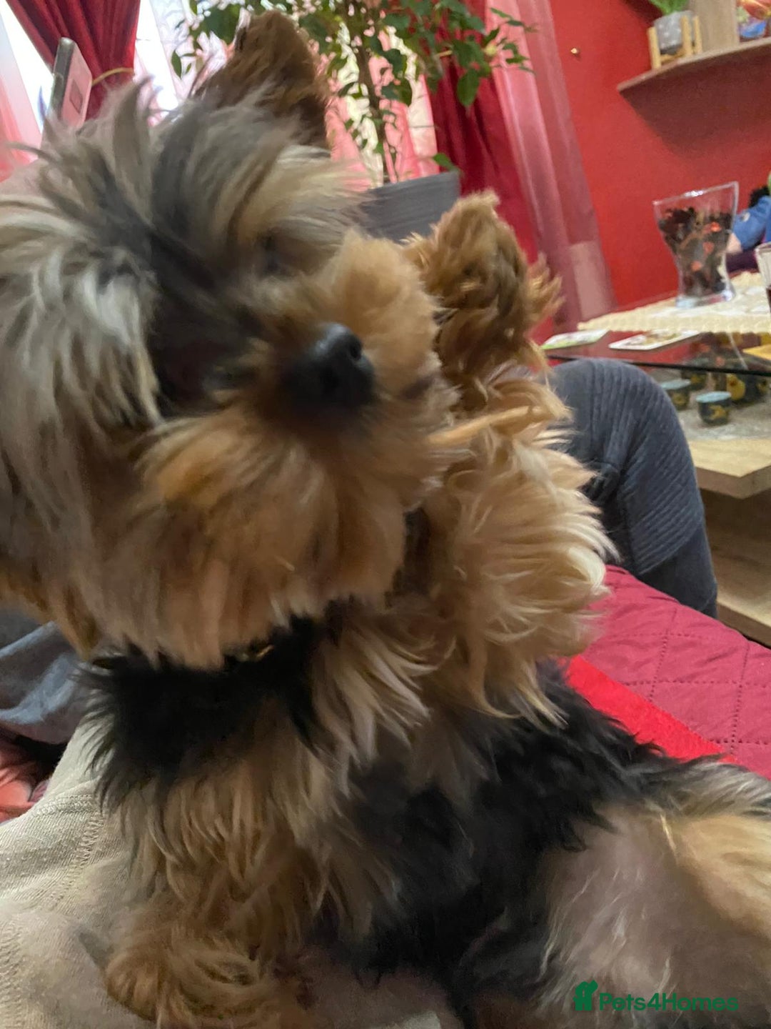 Yorkshire Terrier dogs for stud: Small Yorkie for Stud in Birmingham - Image 5