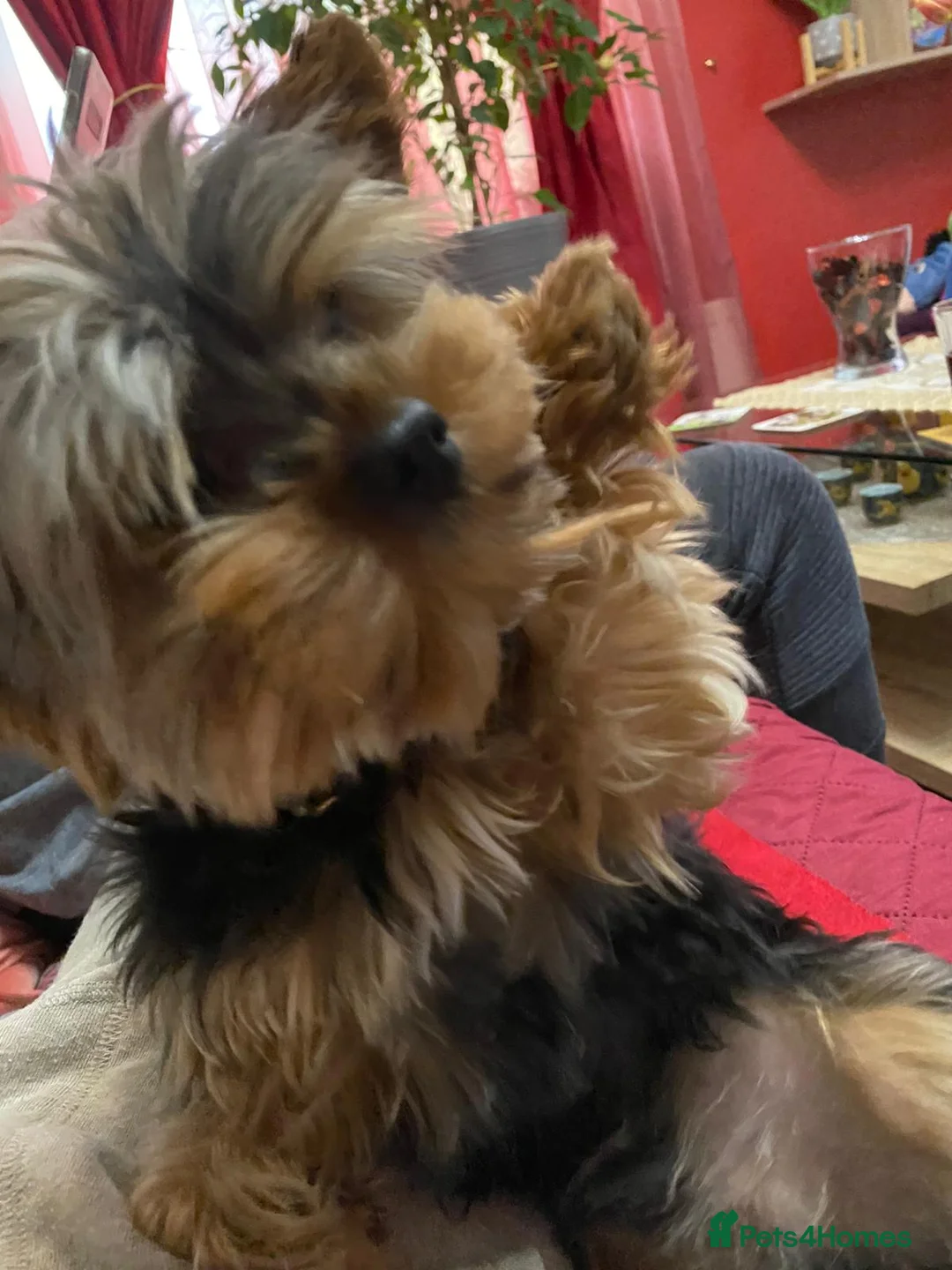 Yorkshire Terrier dogs for stud: Small Yorkie for Stud in Birmingham - Advert 5