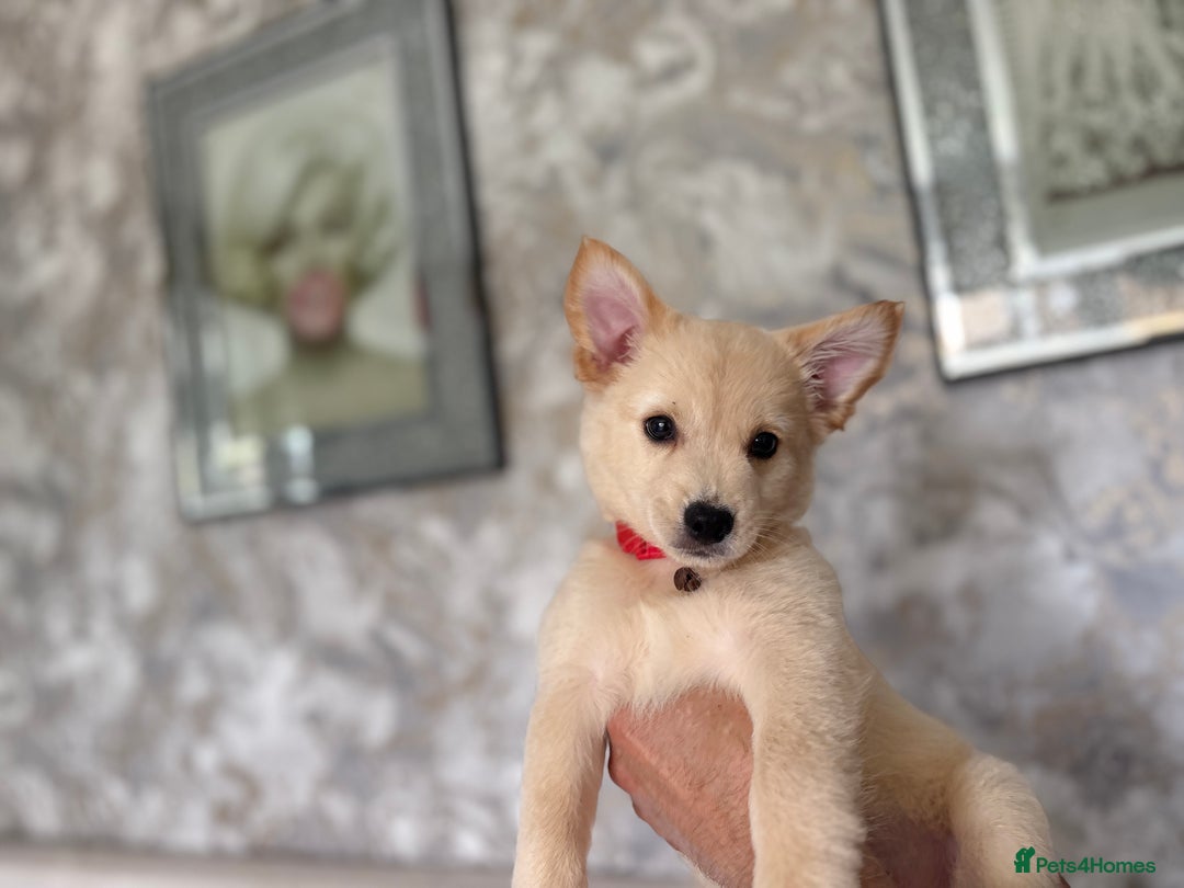 Chihuahua dogs for sale: Chihuahua x Italian volpino (5 puppies left ) 🏆 - Image 15