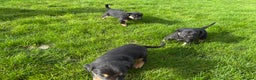 Mixed Breed dogs for sale: Huntaway X Puppies for Sale - Advert 5