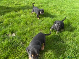 Mixed Breed dogs Huntaway X Puppies for Sale - Advert 2