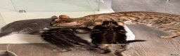 Mixed Breed cats for sale: Bengal X boy ready for his new home  - Advert 2
