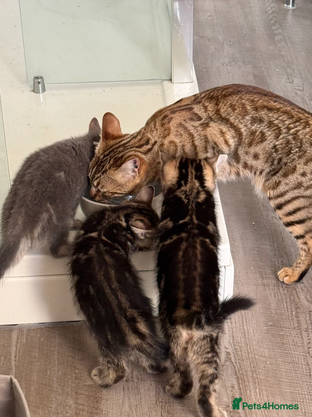 Mixed Breed cats for sale: Bengal X boy ready for his new home  - Advert 2