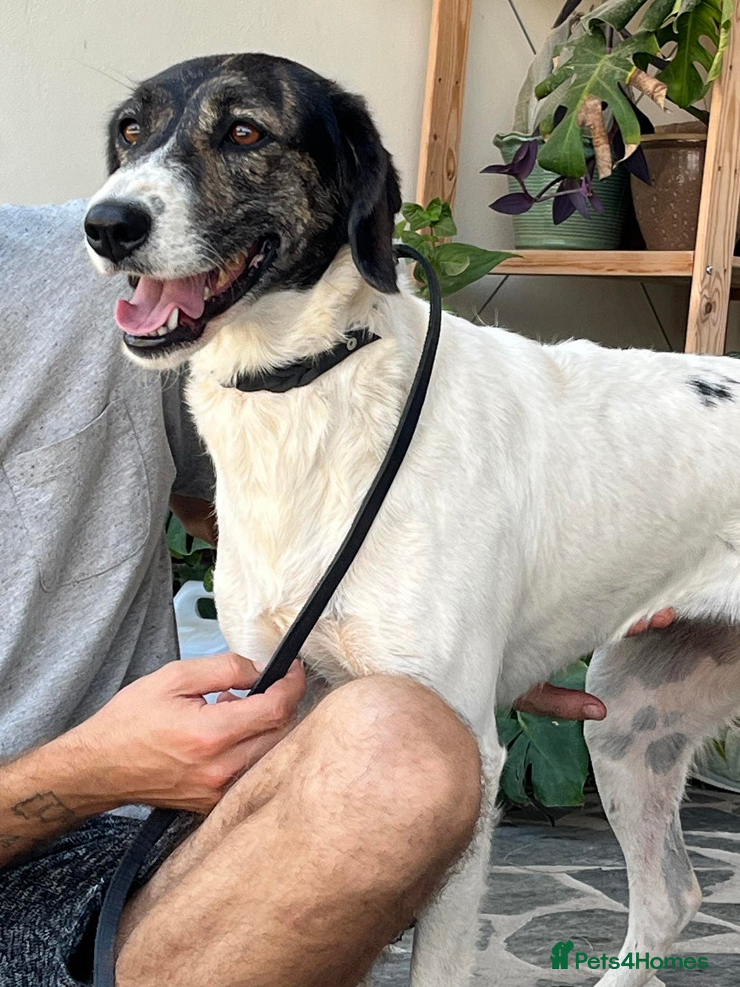 Mixed Breed dogs for adoption: Macy !  - Advert 9