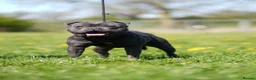 Staffordshire Bull Terrier dogs for stud: Blue staffy stud health tested  in Annan - Advert 6