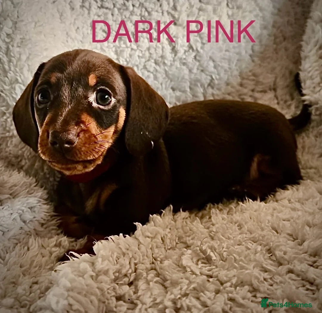 Miniature Dachshund dogs for sale: Miniature dachshund - Advert 5