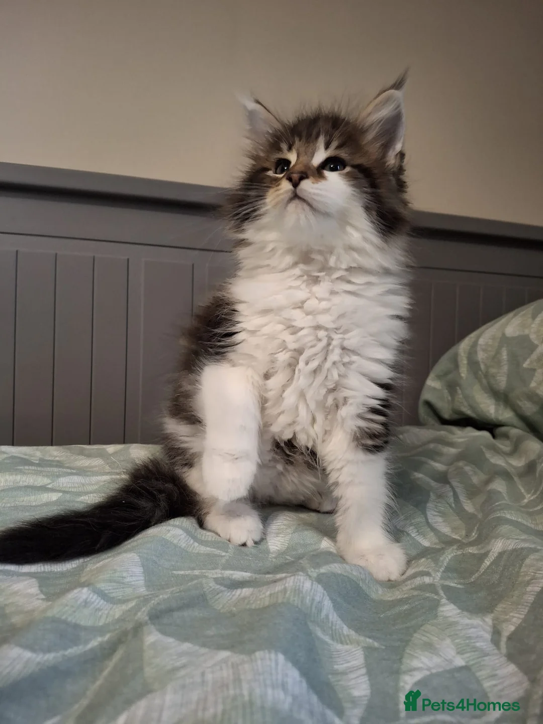 Maine Coon cats for sale: Last kittens ❤️❤️ - Advert 2