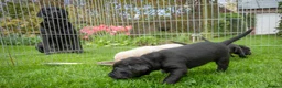 Labrador Retriever dogs for sale: One black labrador puppy boy for sale  in York - Advert 8