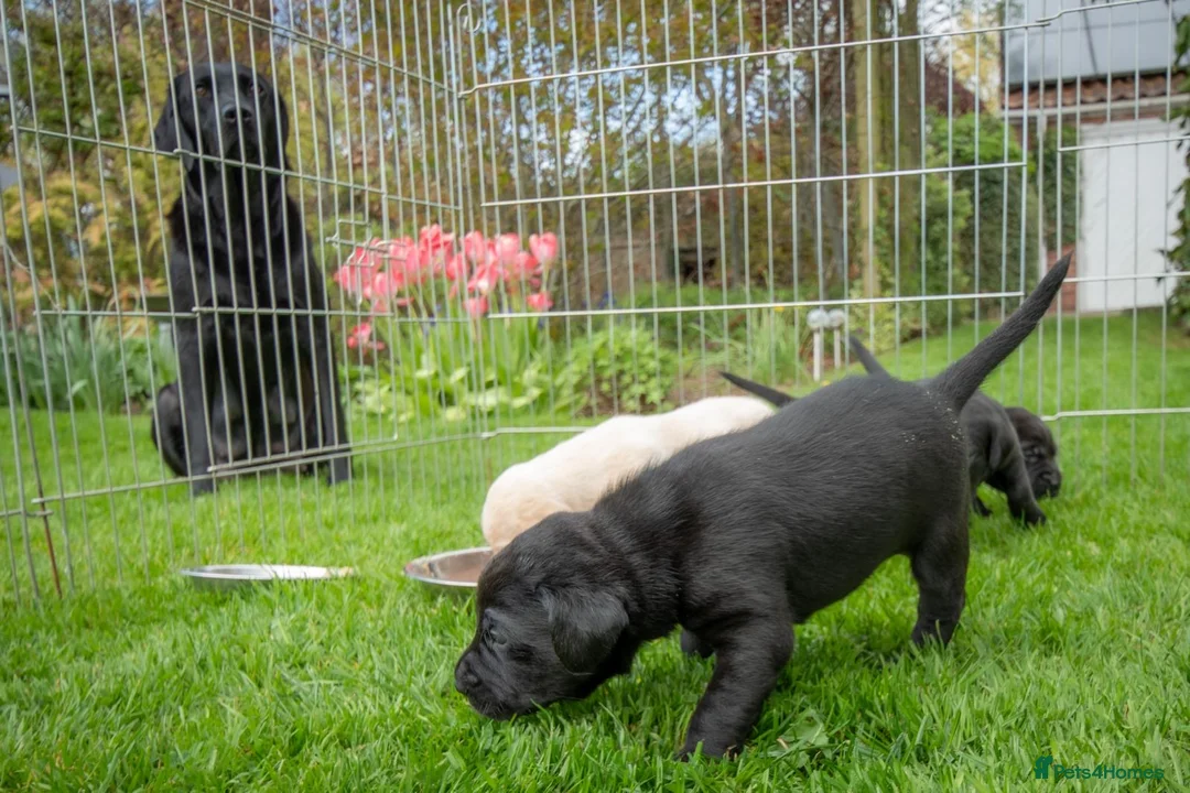 Labrador Retriever dogs for sale: One black labrador puppy boy for sale  in York - Advert 8