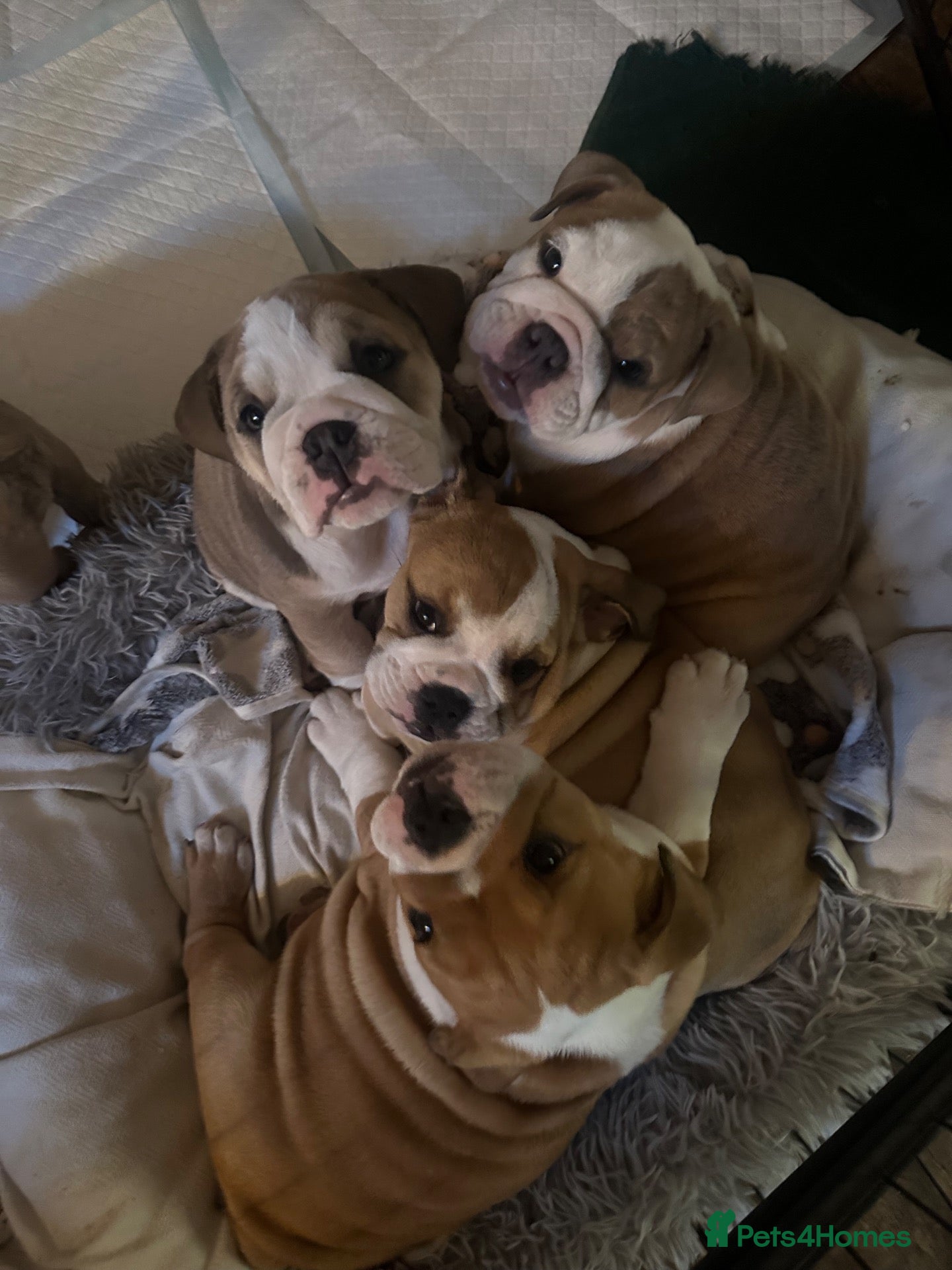 English Bulldog dogs BEAUTIFUL CHUNKY BULLDOG PUPPIES! 🤎 - Advert 14
