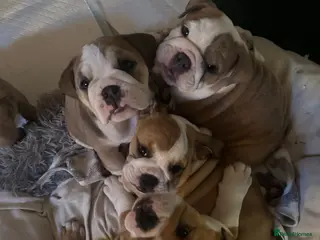 English Bulldog dogs BEAUTIFUL CHUNKY BULLDOG PUPPIES! 🤎 - Advert 14