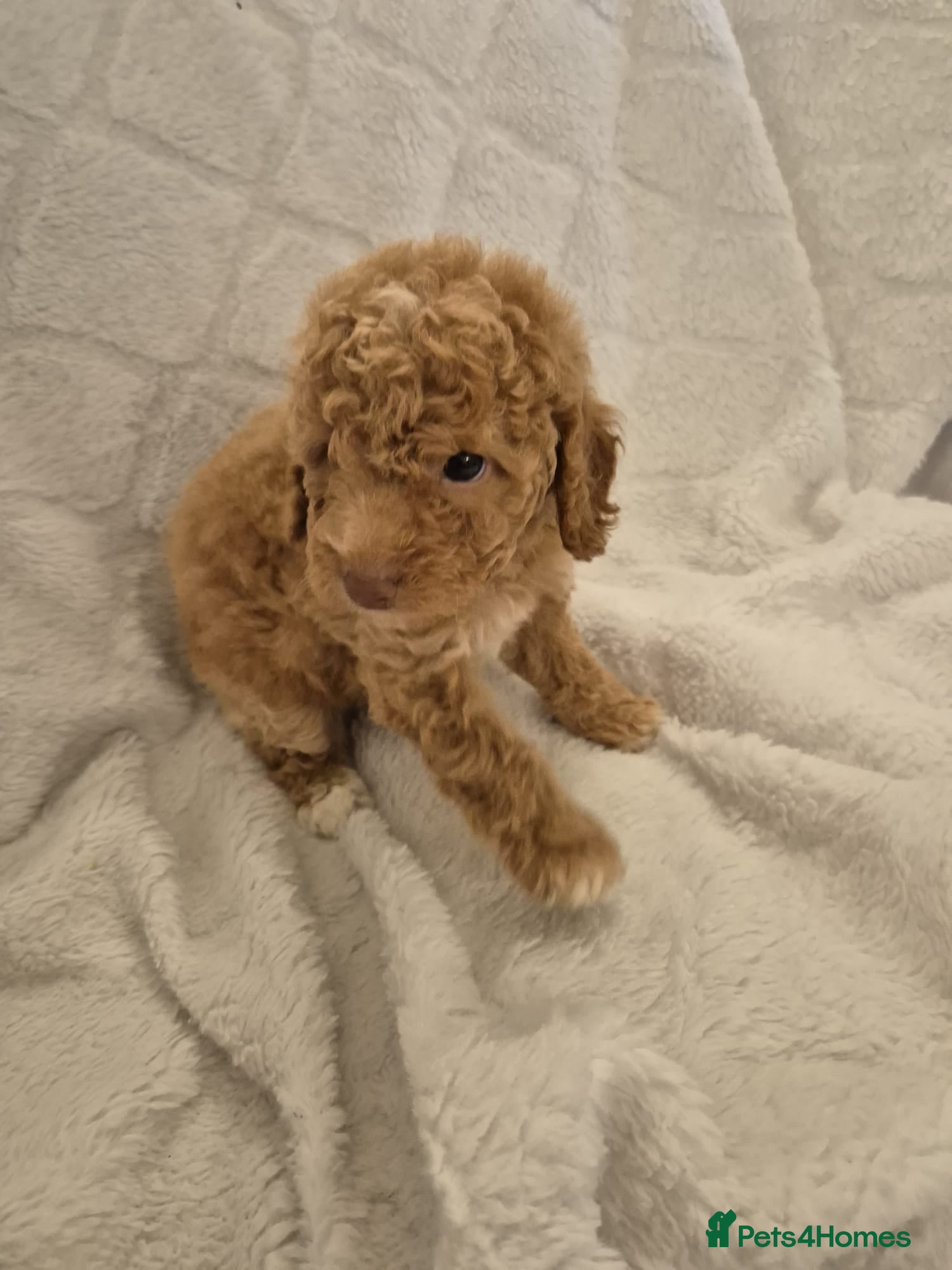 Cockapoo dogs Stunning F1B cockapoo puppys  - Advert 2