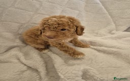 Cockapoo dogs for sale: Stunning cockapoo puppys  - Image 2