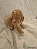 Cockapoo dogs - Advert 2