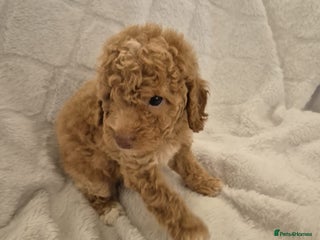 Cockapoo dogs Stunning F1B cockapoo puppys - Advert 4