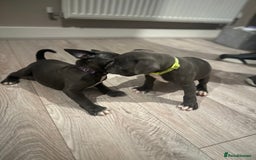 Staffordshire Bull Terrier dogs for sale: Blue staffordshire bull terriors - Image 1