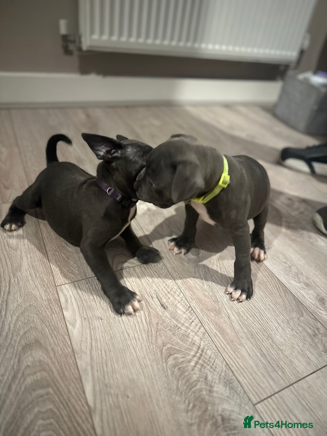 Staffordshire Bull Terrier dogs for sale: Blue staffordshire bull terriors - Image 1