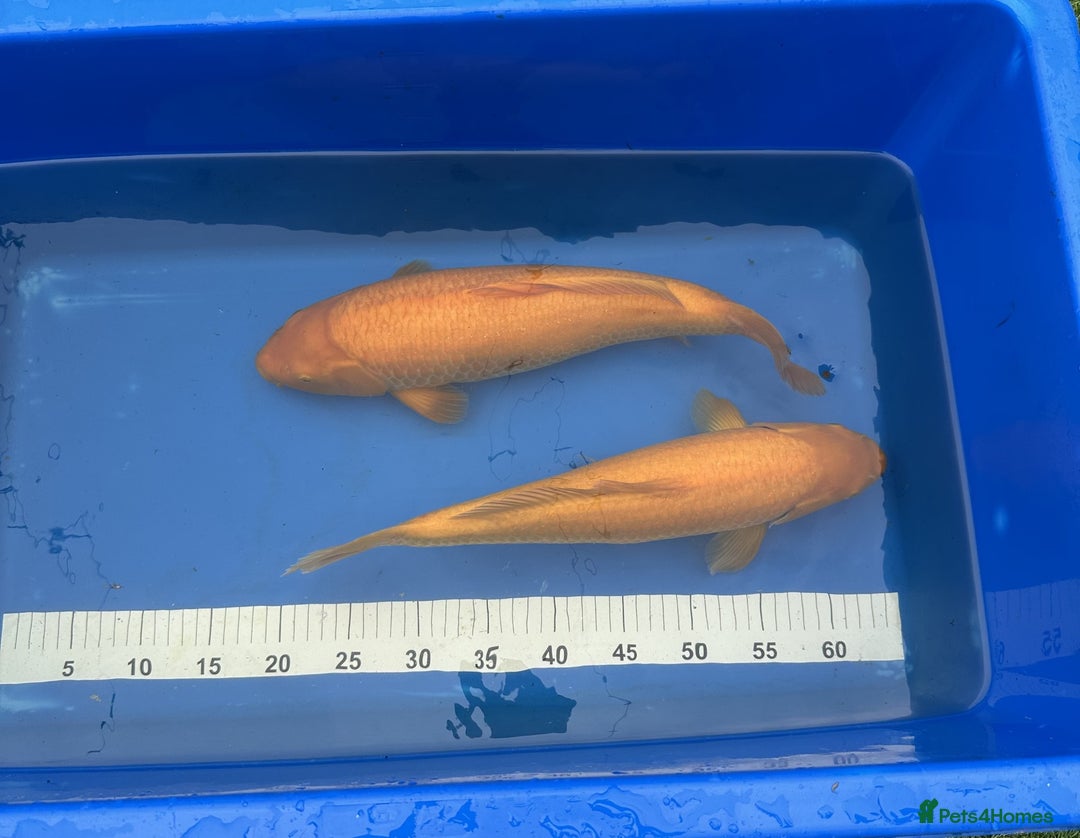 Koi Carp fish for sale: Pond Clearance - Image 10