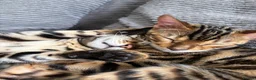 Bengal cats for sale: Young TICA Bengal boys seeking their families - Advert 1