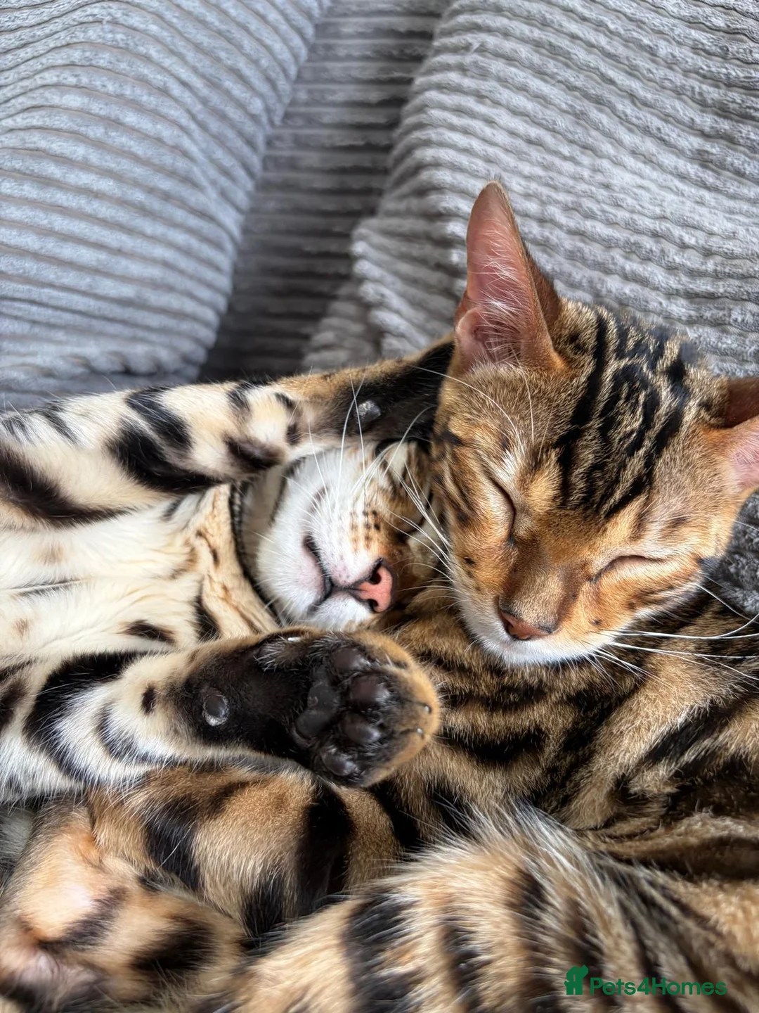 Bengal cats for sale: Young TICA Bengal boys seeking their families - Advert 1