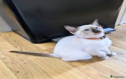 Ragamese cats for sale: 💎 🐾 🧡 Female Ragamese Kitten 🧡 🐾 💎 - Image 1