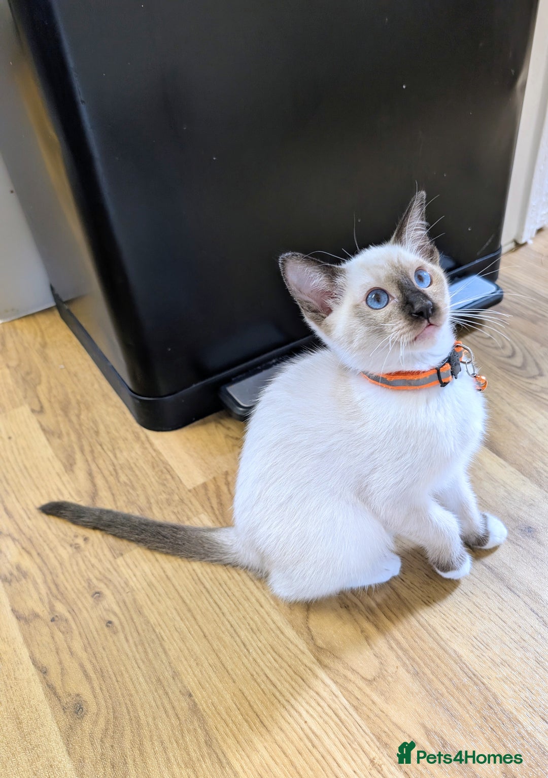 Ragamese cats for sale: 💎 🐾 🧡 Female Ragamese Kitten 🧡 🐾 💎 - Image 1