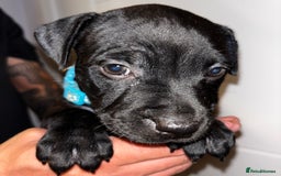Staffordshire Bull Terrier dogs for sale: Beautiful Staffordshire bull terriers pups - Image 9