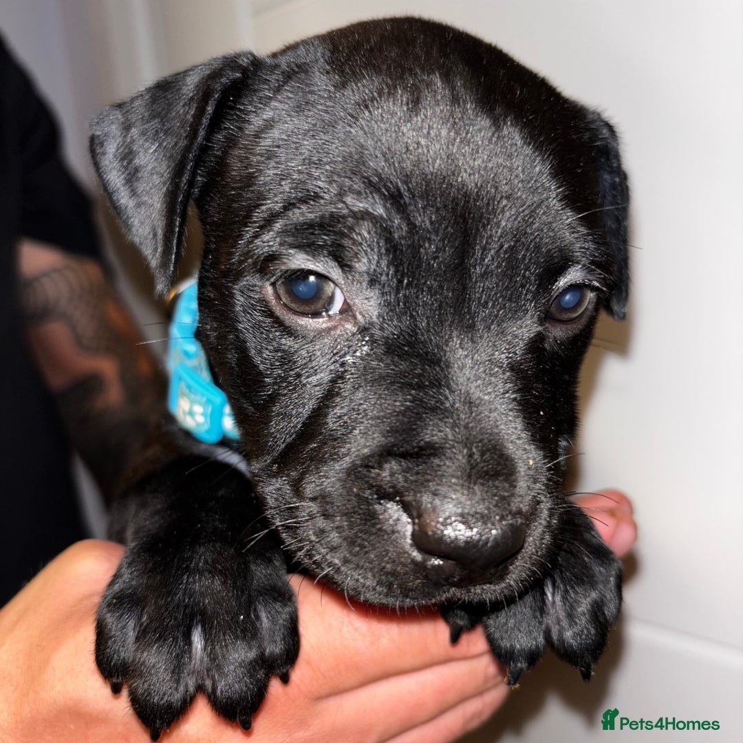 Staffordshire Bull Terrier dogs for sale: Beautiful Staffordshire bull terriers pups - Image 9
