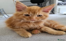 Maine Coon cats for sale: Two maine coon kittens for sale - Image 5