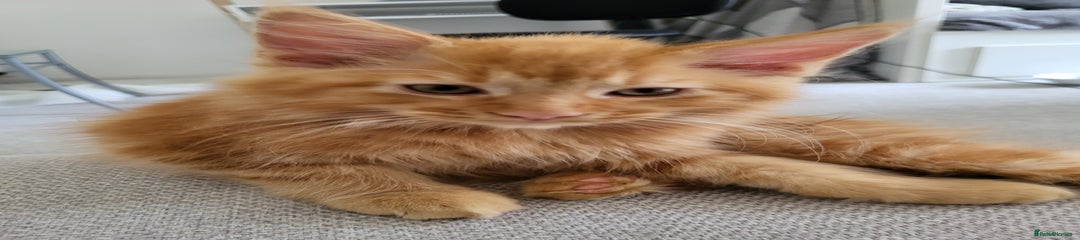 Maine Coon Kitten 1