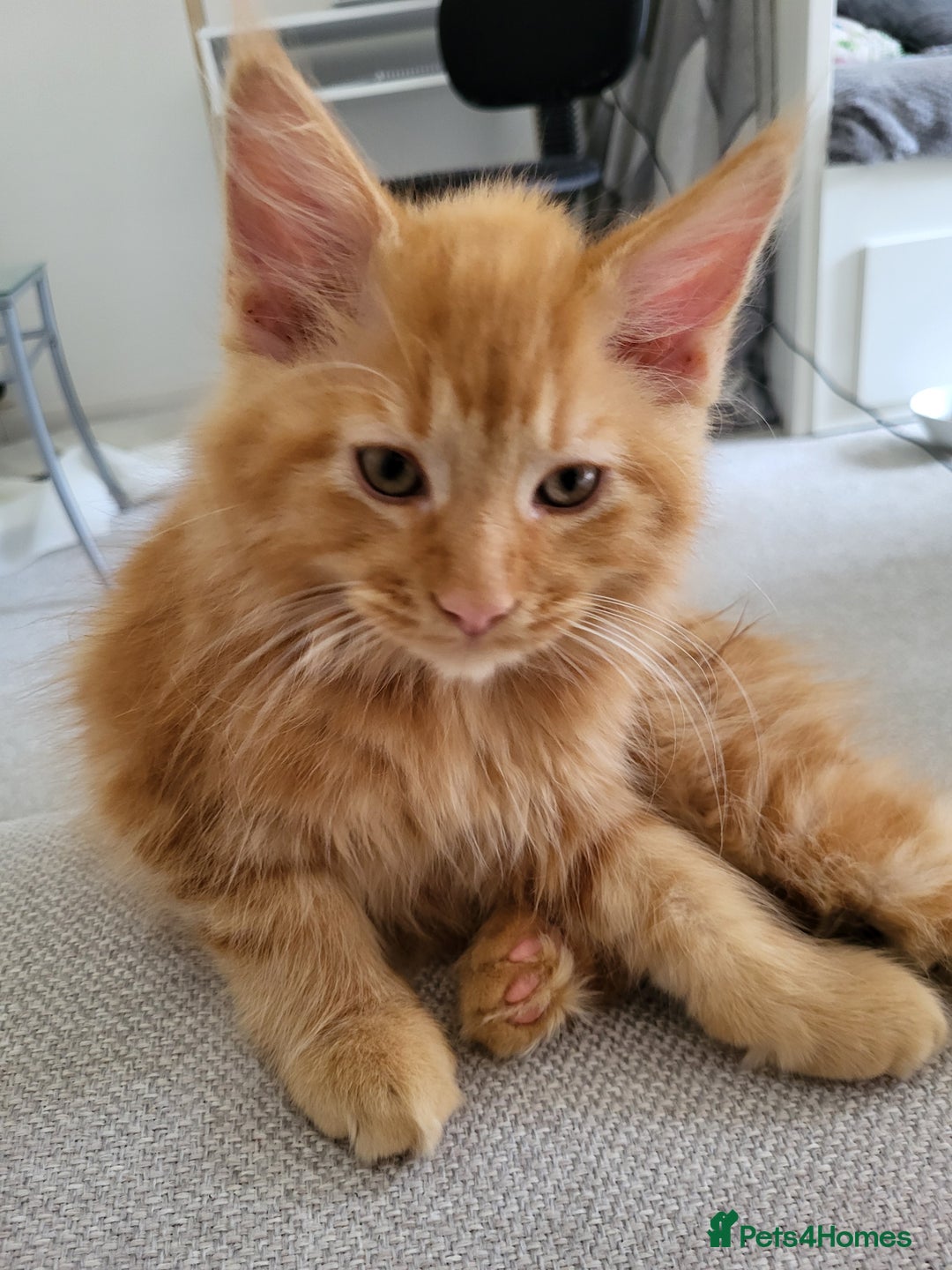 Maine Coon cats for sale: Two maine coon kittens for sale - Image 5