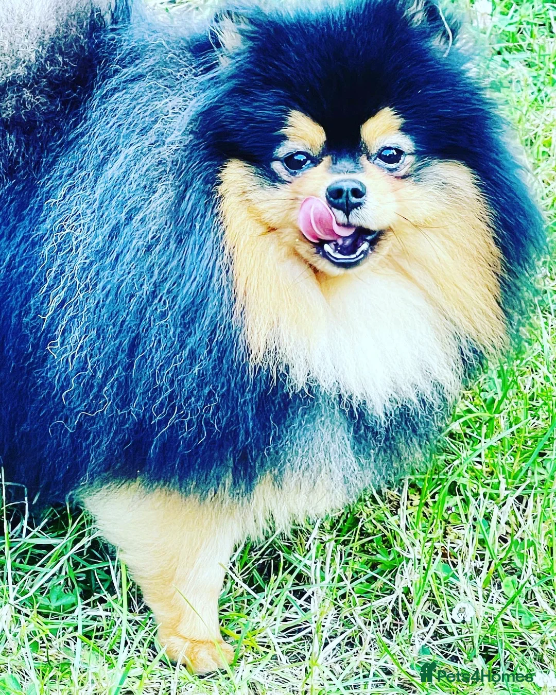 Pomeranian dogs for stud: STUNNING FENDI OPEN AT STUD 🏆CHAMPION SIRED🏆 in Grays - Advert 16