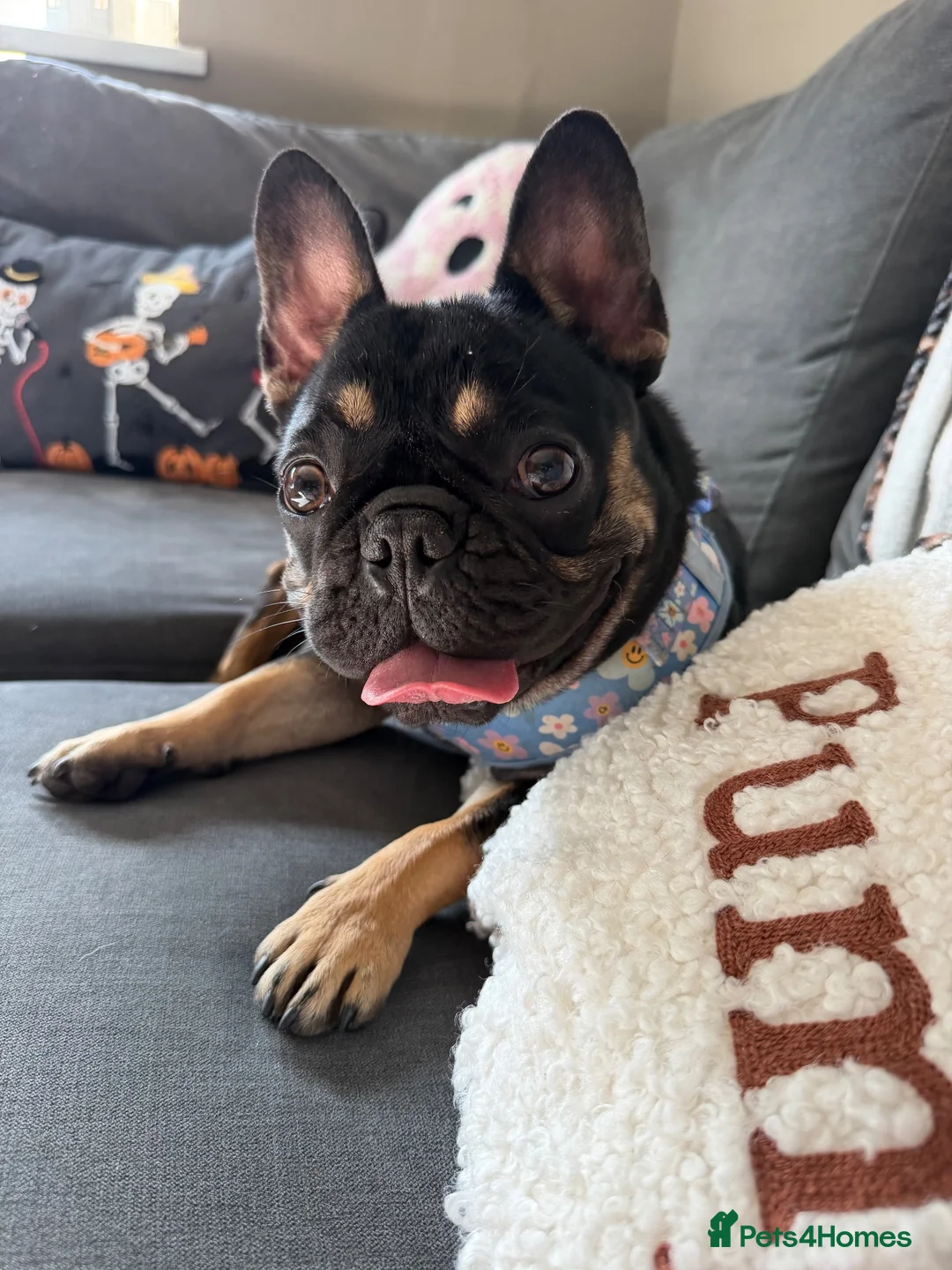 French Bulldog dogs for sale: 10 month old Frenchie🤎 in Scarborough - Advert 10