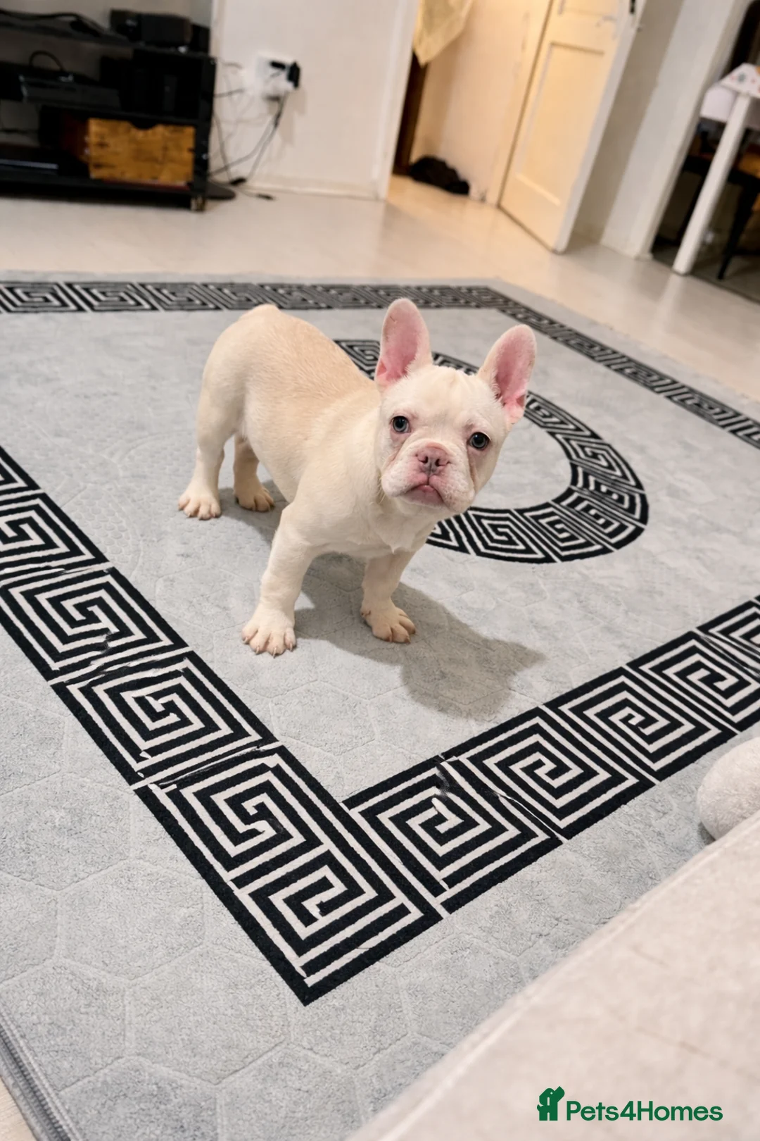 French Bulldog dogs for sale: Punga - Advert 3