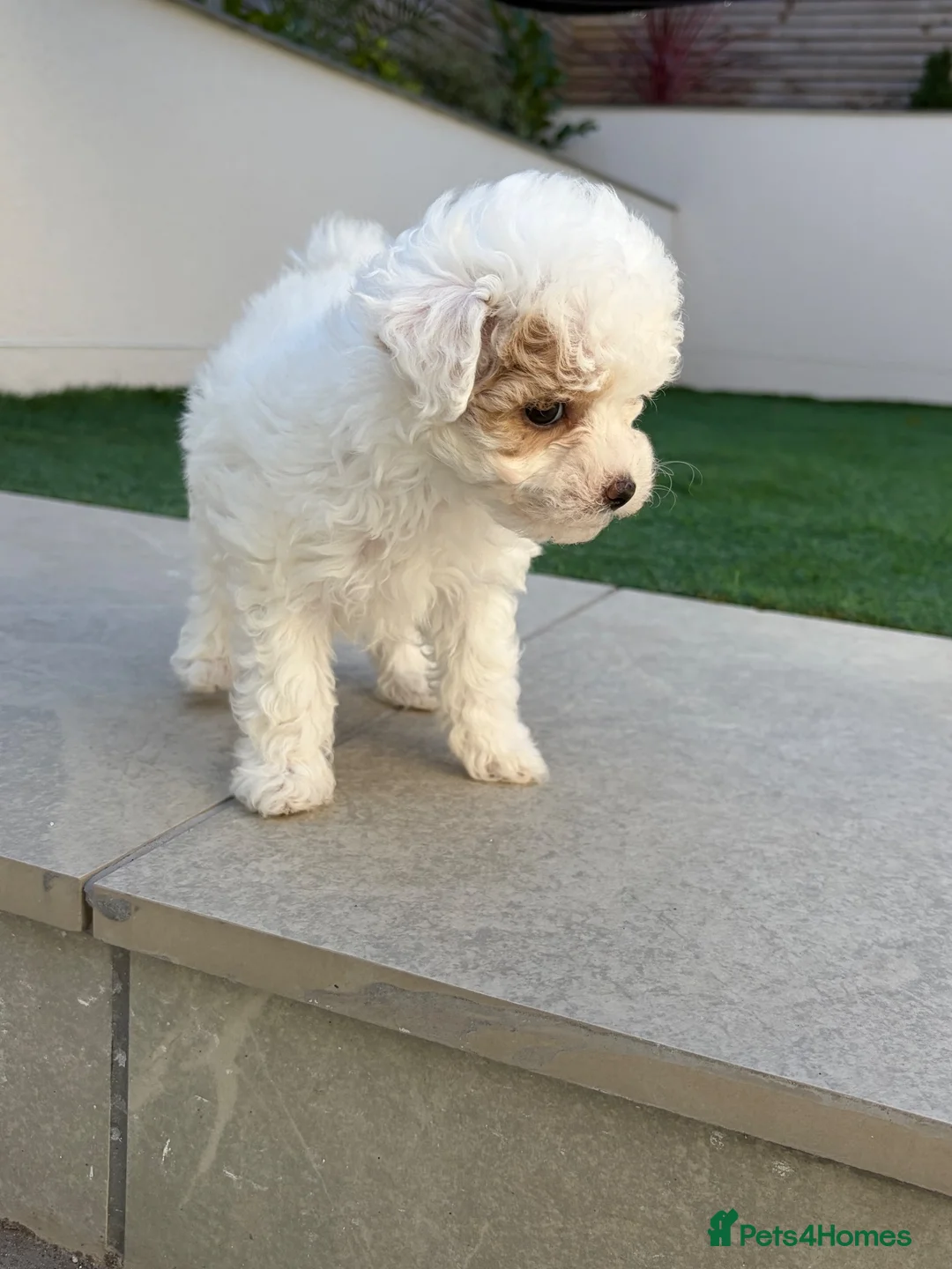 Maltipoo dogs for sale: Maltipoo Puppies  - Advert 1