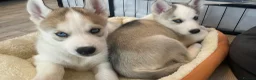 Siberian Husky dogs for sale: Pure Bred Blue Eyed Siberian Husky Puppies - Advert 18