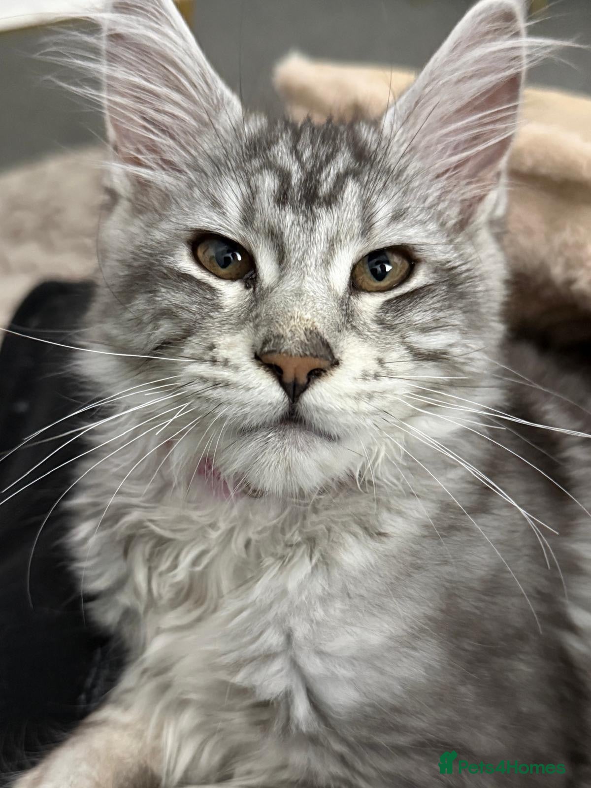 Maine Coon cats Stunning young TICA reg Maine Coon female.  - Advert 1