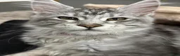 Maine Coon cats for sale: Stunning young TICA reg Maine Coon female.  - Advert 1