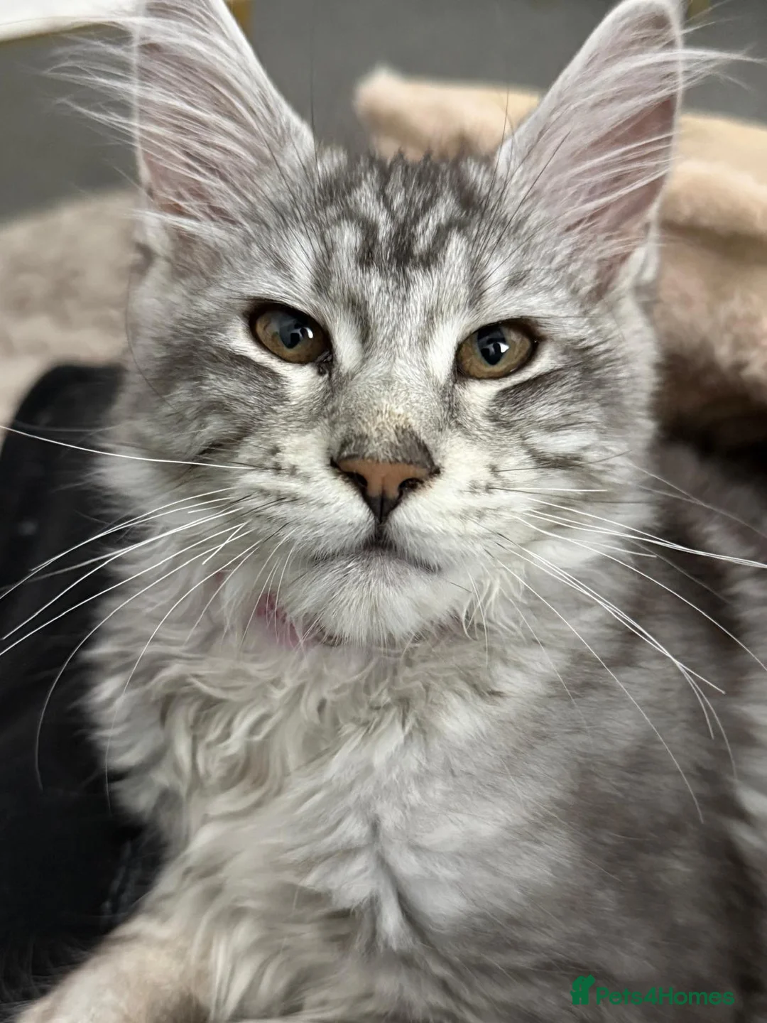 Maine Coon cats for sale: Stunning young TICA reg Maine Coon female.  - Advert 1