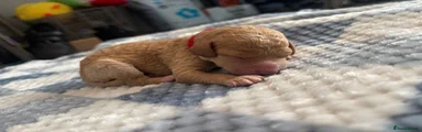 Cockapoo 2