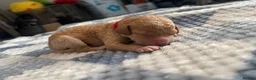 Cockapoo dogs for sale: Cockapoo’s  - Advert 12