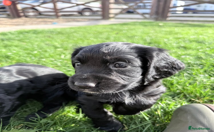 Cocker Spaniel dogs - Advert 1
