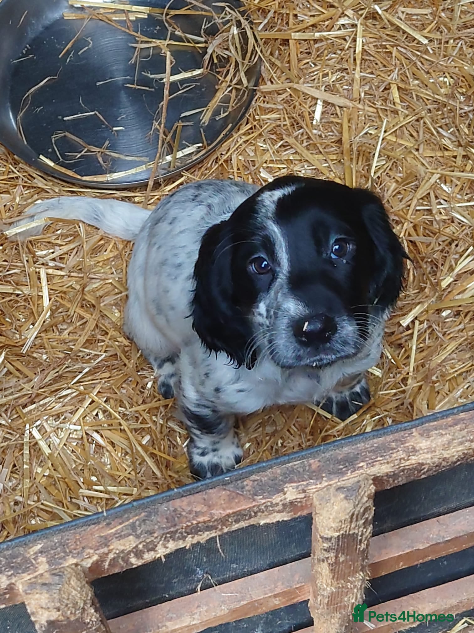 Cocker Spaniel dogs Cocker spaniel girl puppy  - Advert 17