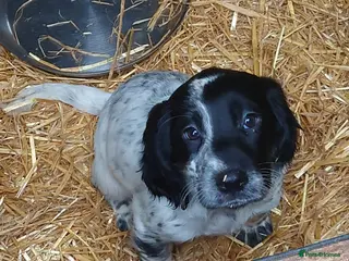 Cocker Spaniel dogs Cocker spaniel girl puppy - Advert 17