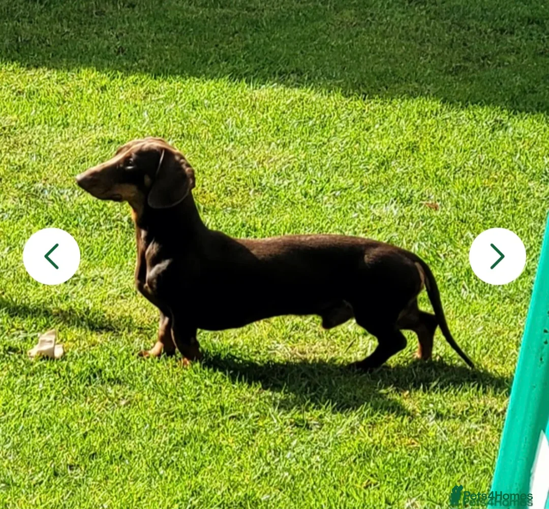 Chiweenie dogs for sale: Rehoming loving family Dachshund  - Advert 1